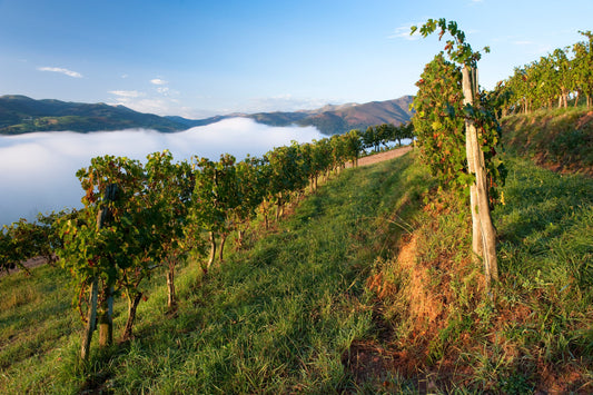 South West of France Wine Region
