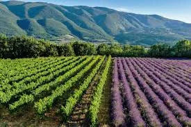 Provence Wine Region