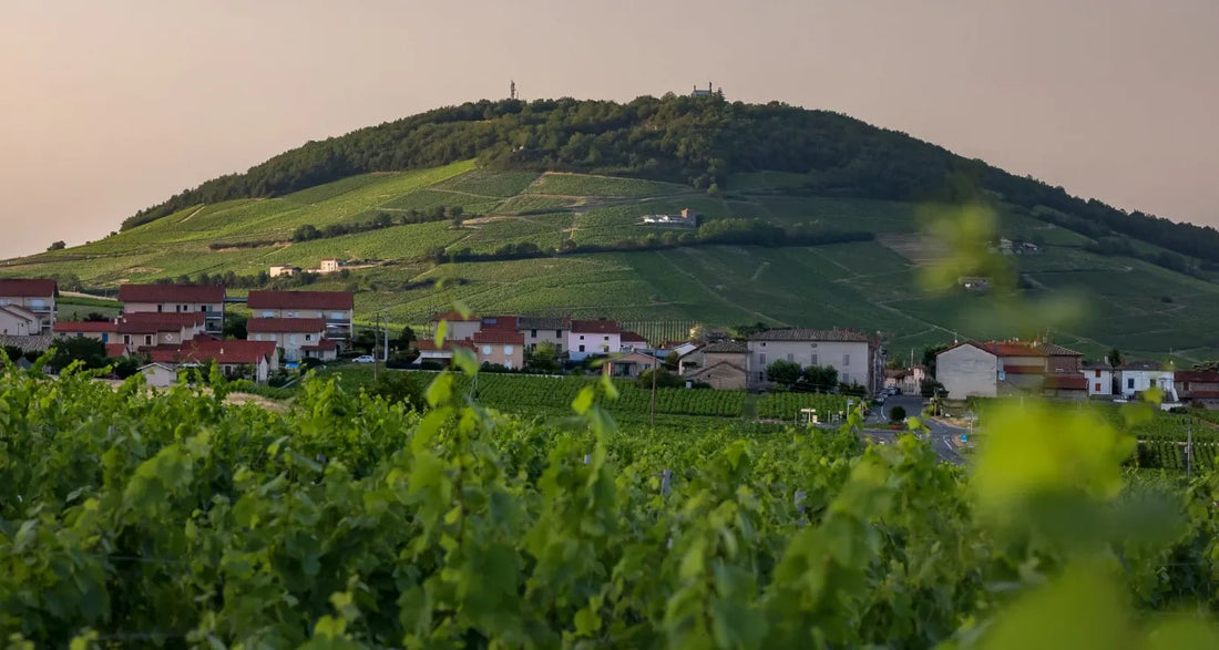 Beaujolais Wine Region