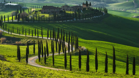 Toscana Wine Region