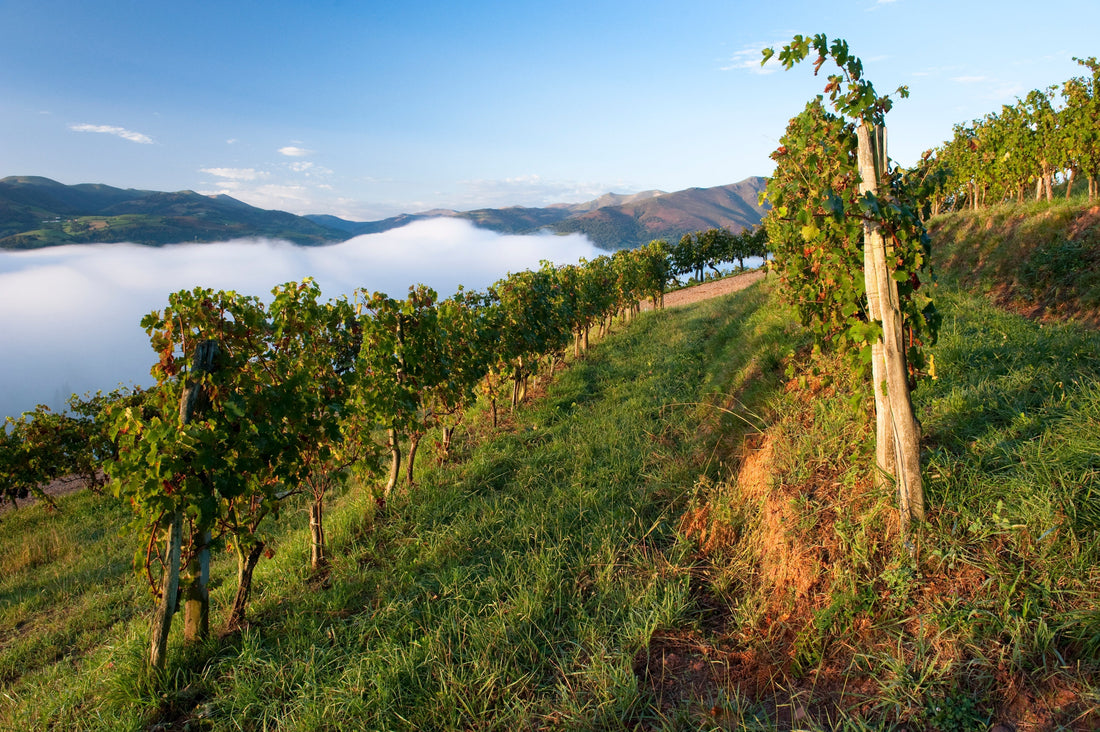 South West of France Wine Region