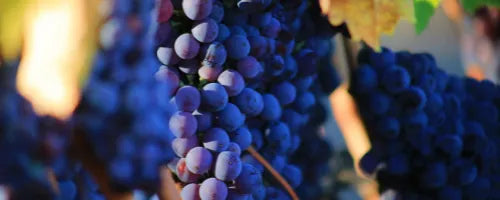 What are the differences between Red, White, Rosé, Champagne?