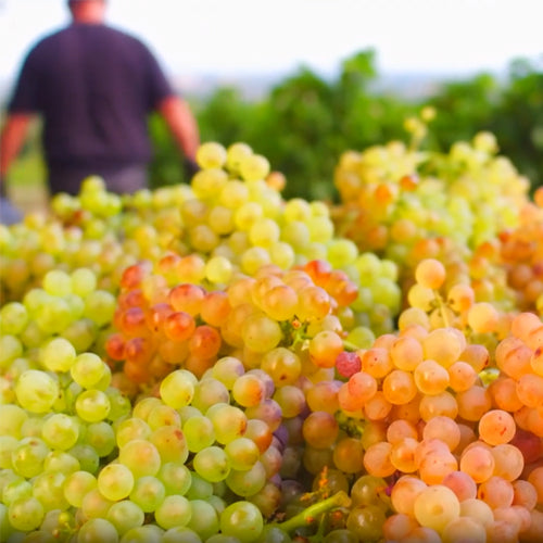 Chateau de la Font du Loup, Chateauneuf-du-Pape Blanc 2019